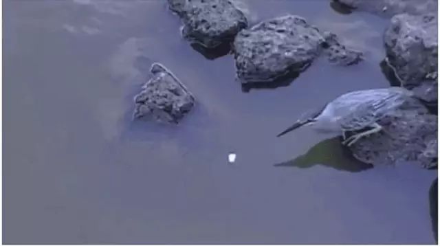 一只会用泡沫当鱼饵钓鱼的鸟，这智商爆表了！