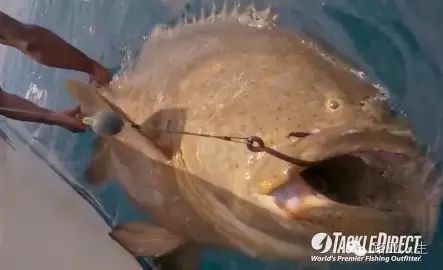 【路亚视频】海里钓鱼真有这么爽吗？