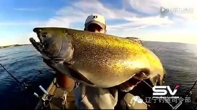 （视频）精彩钓鱼集锦，看完容易睡不着觉啊