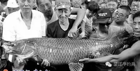 吉林现“鱼王”69岁老人钓1.5米长青鱼刷新纪录