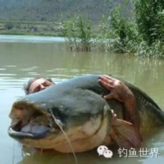 《视频》美国19岁女子用手做饵 钓出32公斤巨型鲶鱼