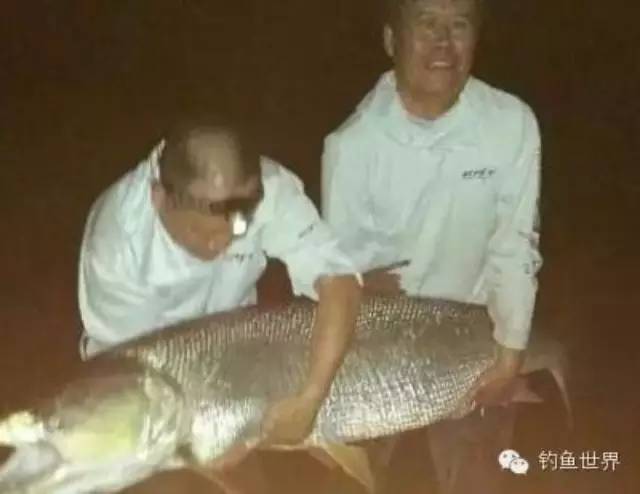（战报）四川父子路亚钓起百斤重大鳡鱼