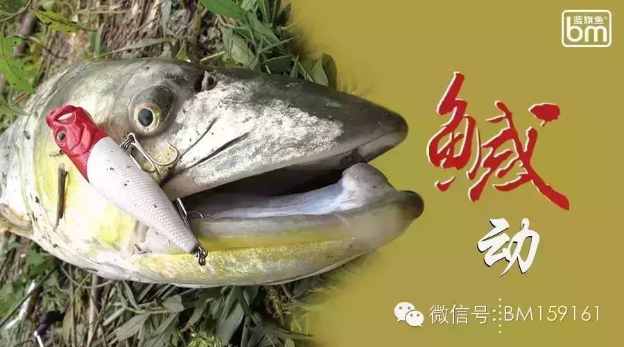 【经典教学】路亚鳡鱼攻略