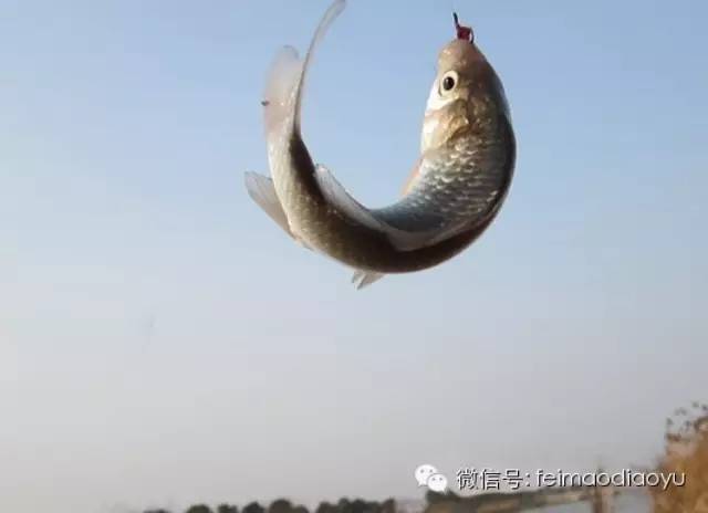 钓鱼高手分享钓鲤鱼的妙法技巧