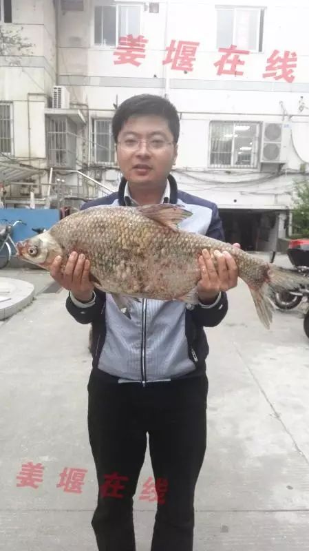 姜堰一市民钓了条巨型野生鳊鱼，看样子快要成精了！