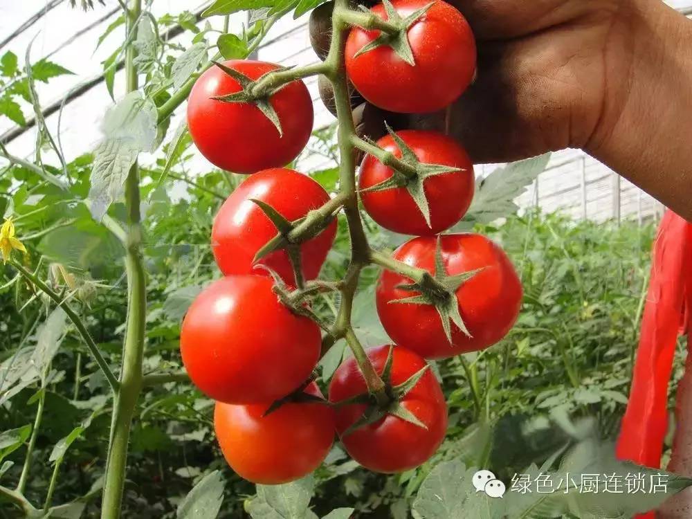 新鲜串红小番茄受追捧 采摘垂钓溜娃就在【田园之春】生态园
