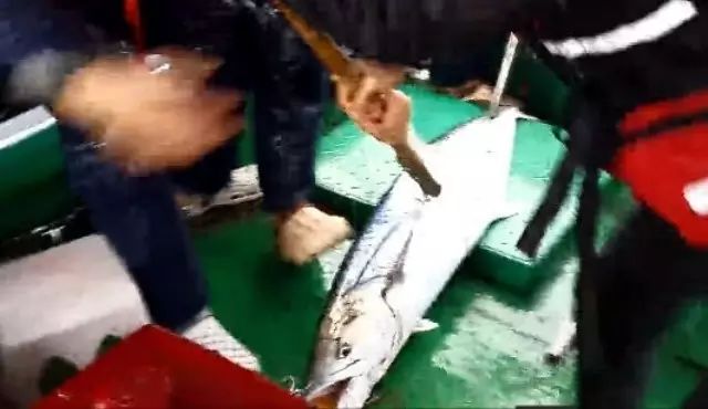 海南万宁海钓，喜获15.7公斤马鲛鱼