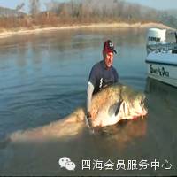 【渔趣视频】我的天啊，这事都有 老外野钓，超过100公斤的巨型鲶鱼！