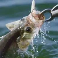 【钓鱼技巧】根据鱼类的五种趋性，量身定制翘嘴作战方案