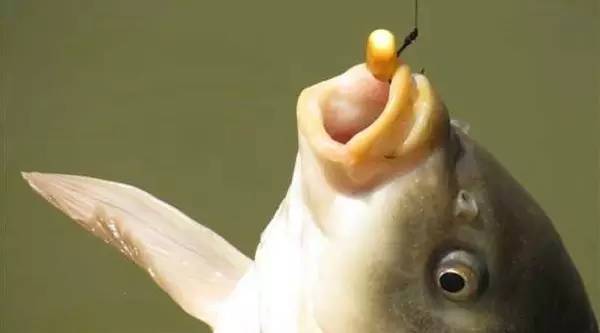 万能钓饵－玉米粒的诱鱼原理及使用中的注意事项
