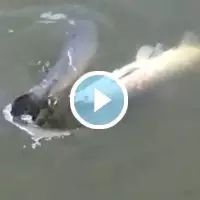 【钓鱼视频】双飞青鱼的小伙子，你考虑过竿子和线的感受吗？