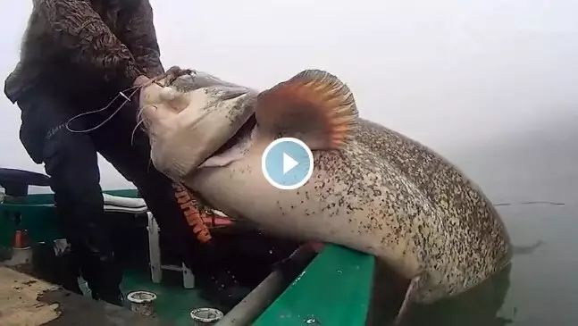 【钓鱼视频】超清视频记录200斤鲶鱼出水全过程
