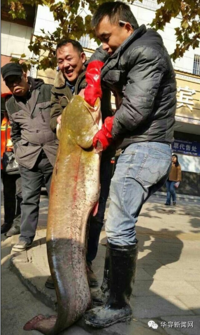 岳阳钓鱼爱好者洞庭湖里钓起78斤重特大鲶鱼