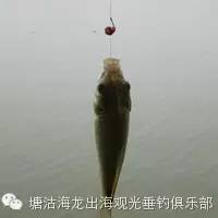 传统的钓鱼方法是这样的 - 天津塘沽海龙垂钓