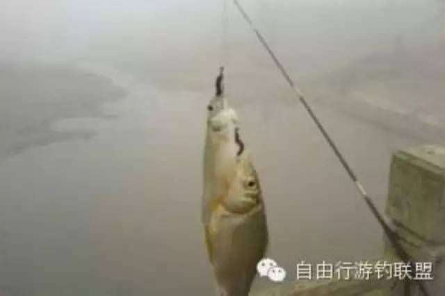 【杂谈】小鱼群中钓大鱼