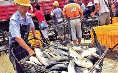 【钓鱼新闻】湘鄂受灾，重庆淡水鱼批发价上涨