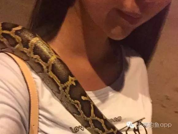 夜钓回家，发现一小妹正在玩一条大蛇