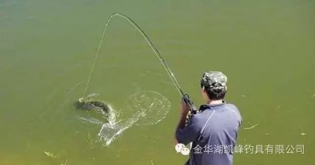 【凯峰钓具】手竿控大鱼的称鱼、遛鱼技巧