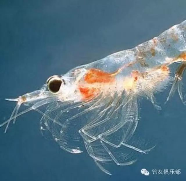 【海钓课堂】海钓的万能饵---南极虾的八种挂法
