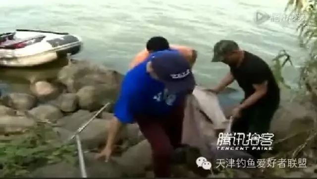 【微视频】3名垂钓爱好者蹲守7天钓上百斤重大鱼