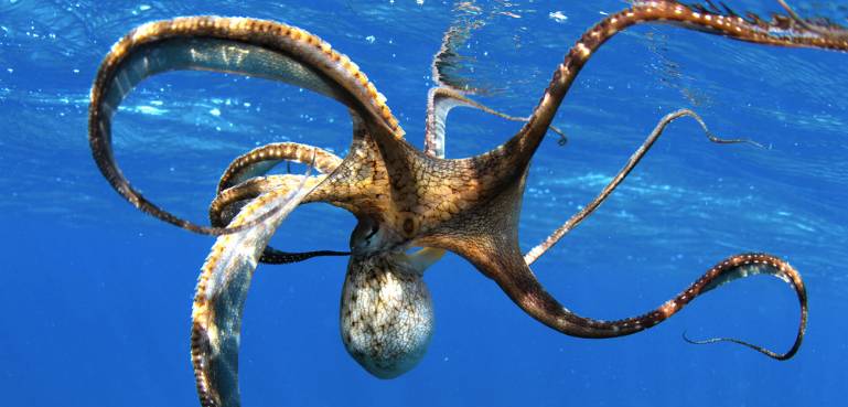 【深海猎奇】男子海钓上一只巨型章鱼差点吓掉鱼竿