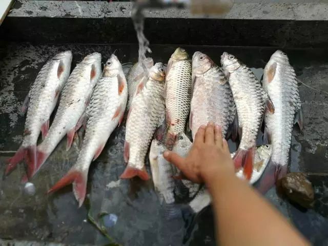 澜沧江里原生态鱼，就算钓到它们，也要放生