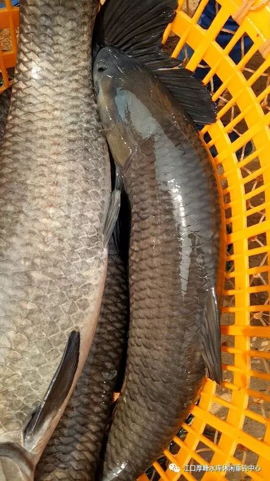厚峰垂钓重磅出击4月5日投放青鱼增加至306条，供青鱼爱好者狂拉青妹