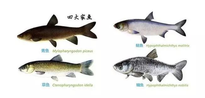 【钓学堂】四大家鱼以外，钓鱼人必须认识的鱼种