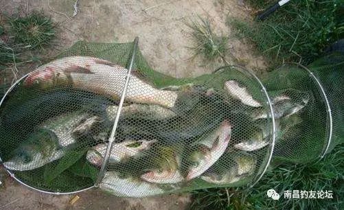 冬季水库5个人钓34斤鲢鱼