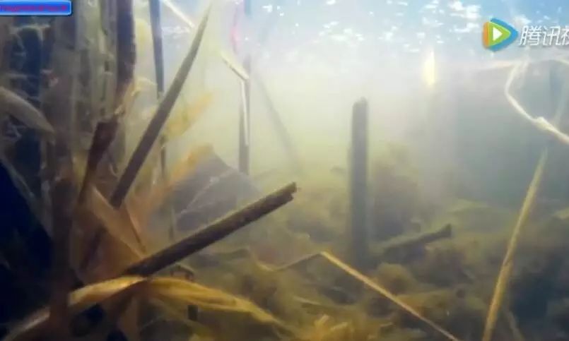 《视频》实拍：钓鱼时提竿逗鱼水下的场景，原来逗鱼这么有用！