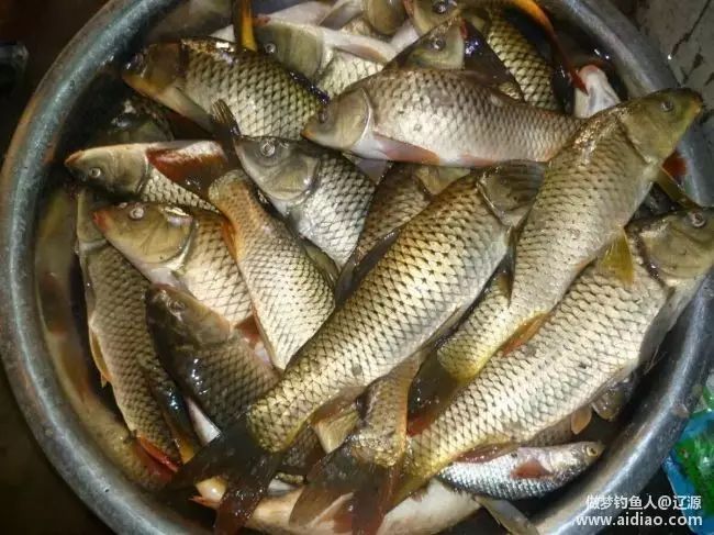 【教学视频】分享秋季南北地域的鱼饵使用心得