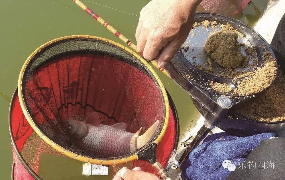 竞技池的回锅鱼真的难钓吗？