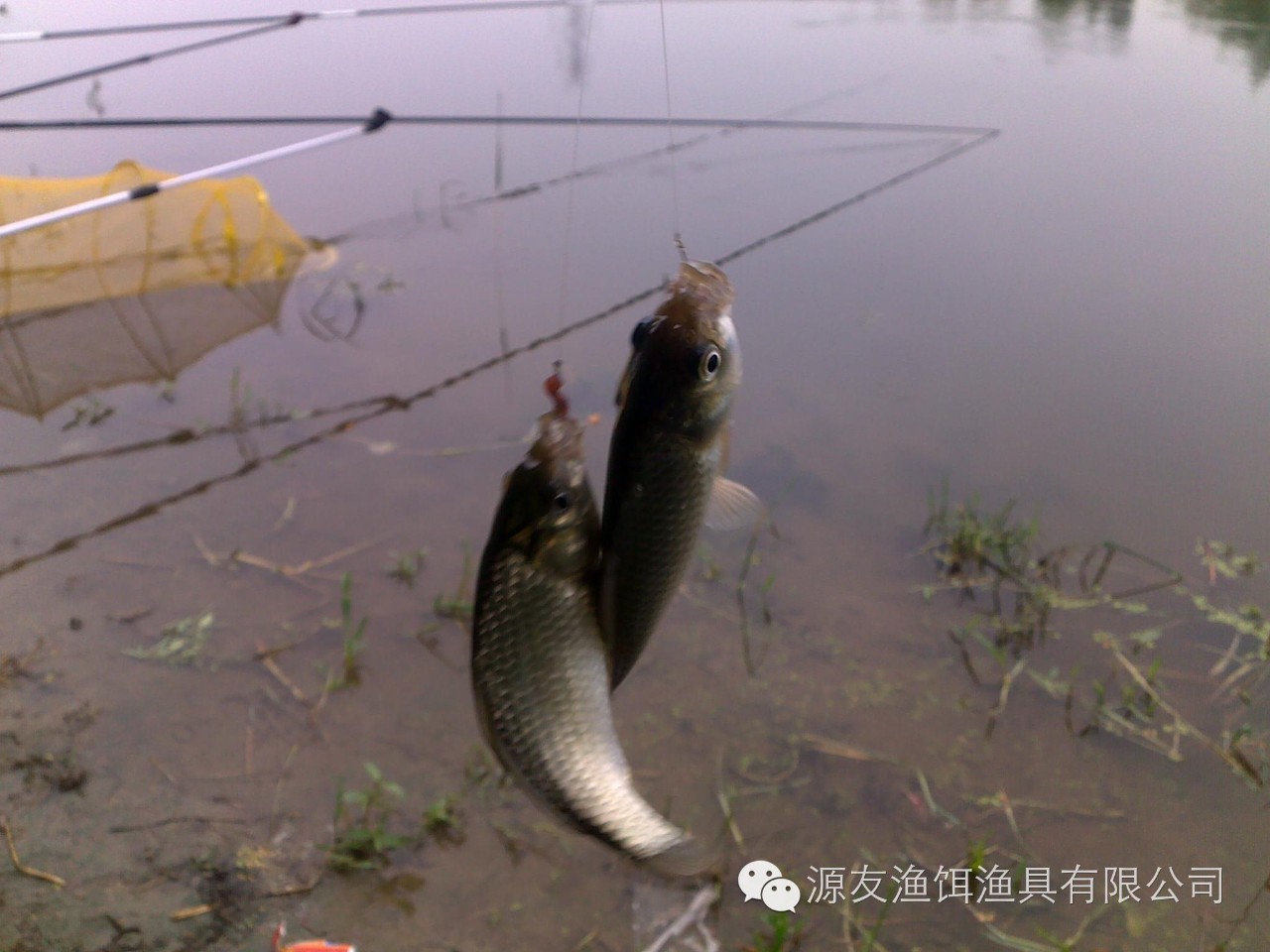新手学台钓上鱼后遛鱼技巧和摘钩取鱼技巧