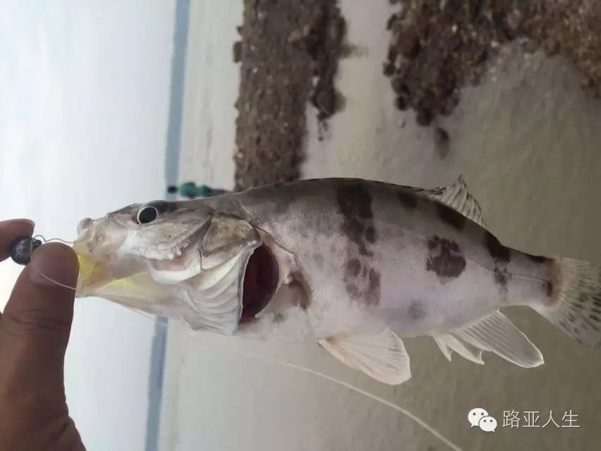 长江路亚鳜鱼，用的就是浪牛克隆鱼