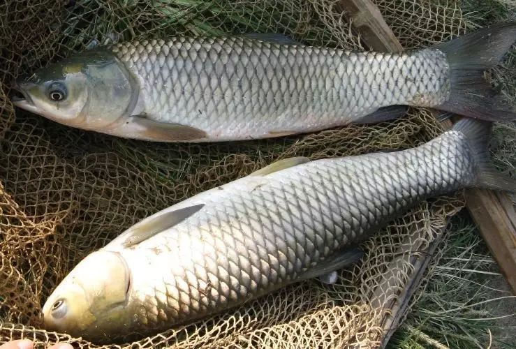 分享秋季钓鱼搭配饵料的实用经验