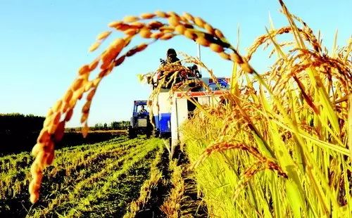漫谈| 稻谷最低收购价为何下调？农民该如何应对？