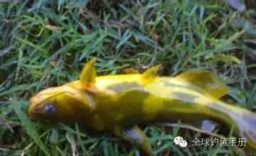 秋季钓黄颡鱼的四个技巧