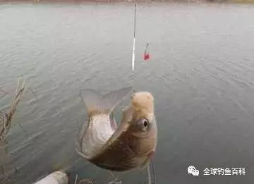 冬季鱼不上钩的三个应对技巧