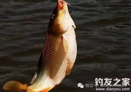 秋季钓鲤鱼饵料的状态问题