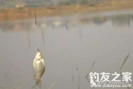 【技巧】冬季钓鱼非常实用的诱鱼小技巧