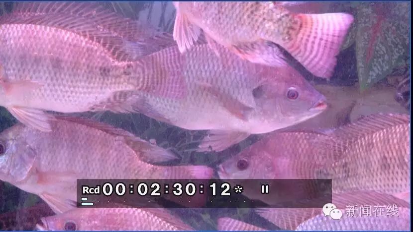 广西已发现7种外来入侵物种，“土著”鱼种逐步被干掉？