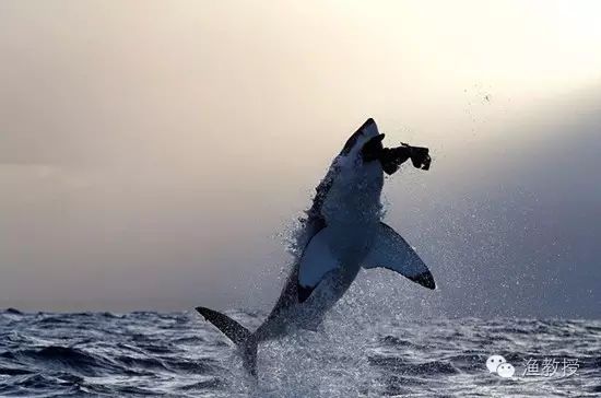 【钓鱼新闻】摄影师抓拍大白鲨捕食海豹的震撼瞬间