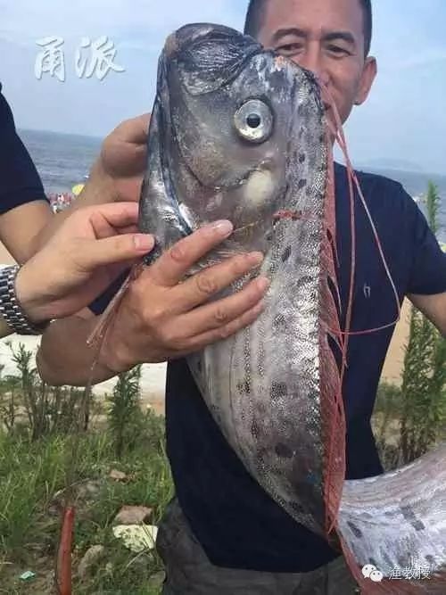 【钓鱼新闻】游客普陀山游泳抓了条3米长的鱼 实为罕见皇带鱼