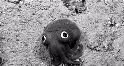 【钓鱼新闻】科学家发现超萌海底“怪物” 它竟是僧头乌贼