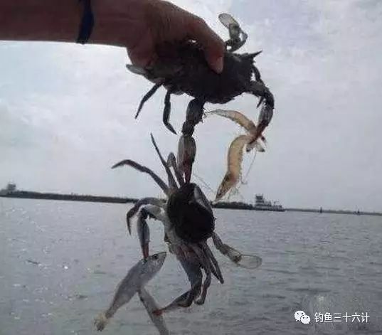 老外用小螃蟹当鱼饵钓鱼，结果令人不敢相信！