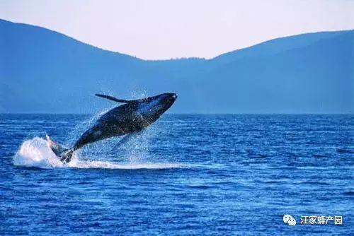 国外一家人钓鱼时救了一条鲸鱼，鲸鱼却如此报答！