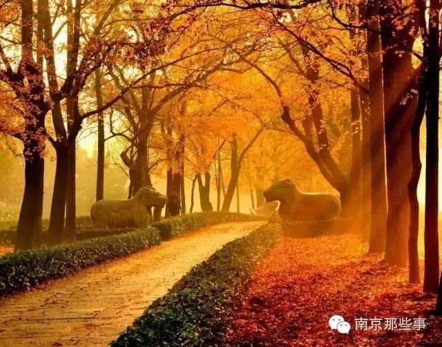 露营、赏银杏、采摘、骑行...南京这60个地方才是真正的秋游好去处！