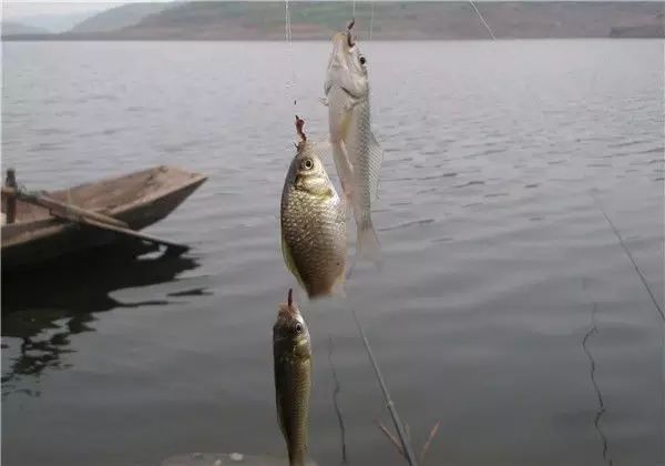 【钓鱼技巧】提高春季鱼获的6个技巧！