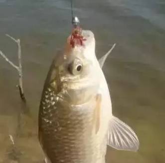 红虫的钓鱼使用技巧