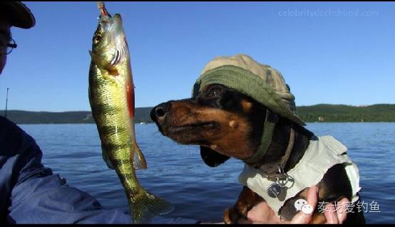 【带你看世界】坐着小船钓鱼，狗狗真是好福气